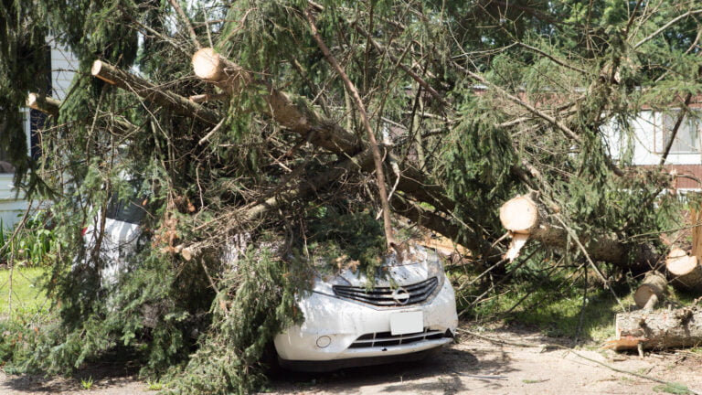 Tree Removal Agreement