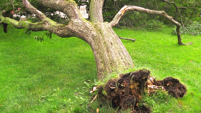 Storm Damage Clean-Up