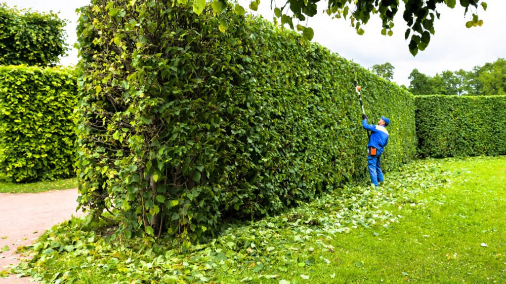 Tree Trimming Service Costs in East Los Angeles