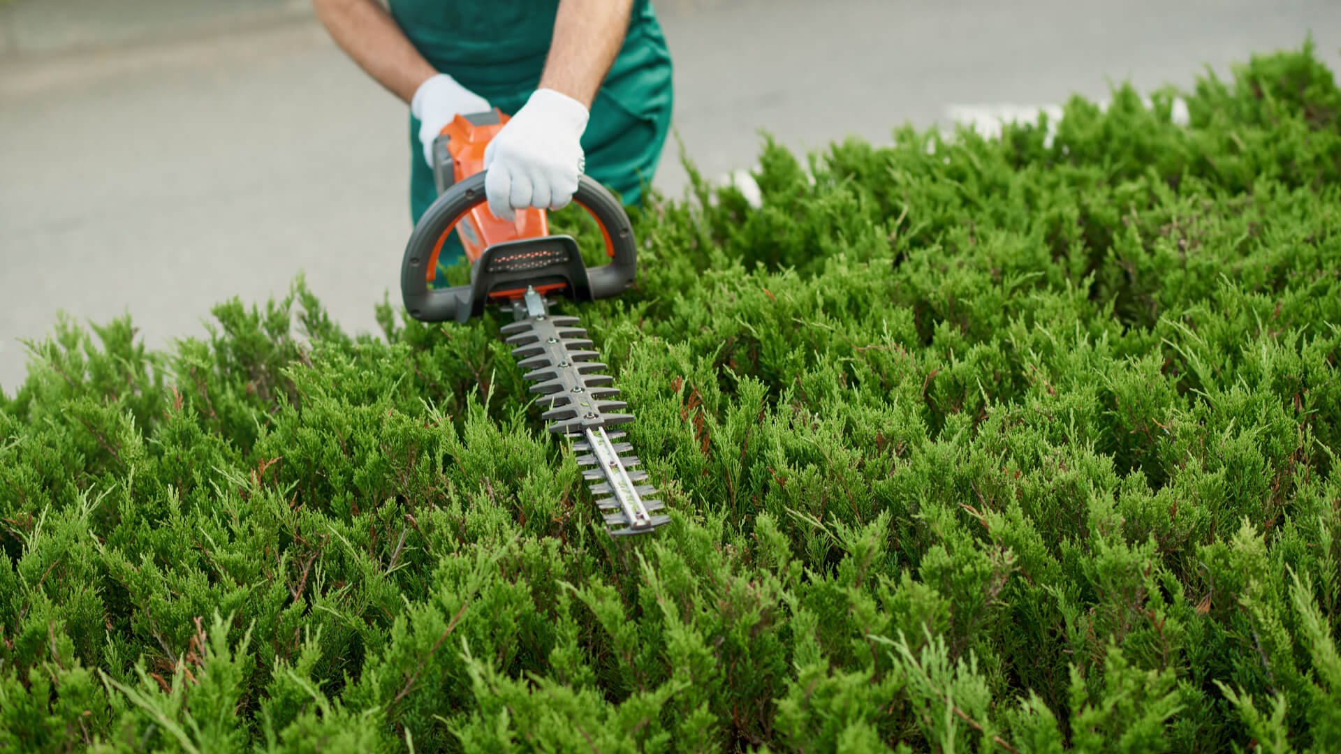 Tree Service in San Fernando