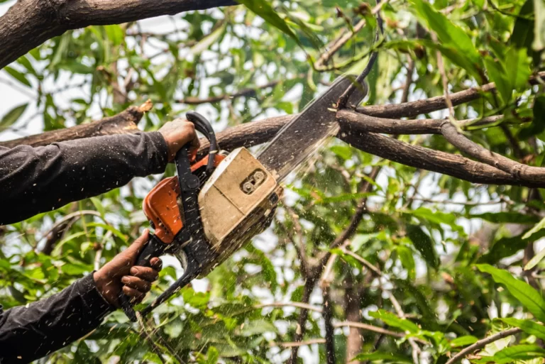 how to cut down a tree
