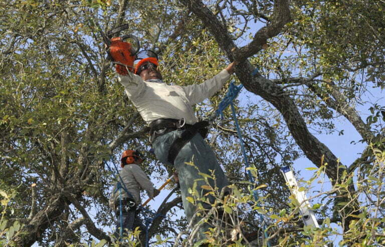how to negotiate tree removal