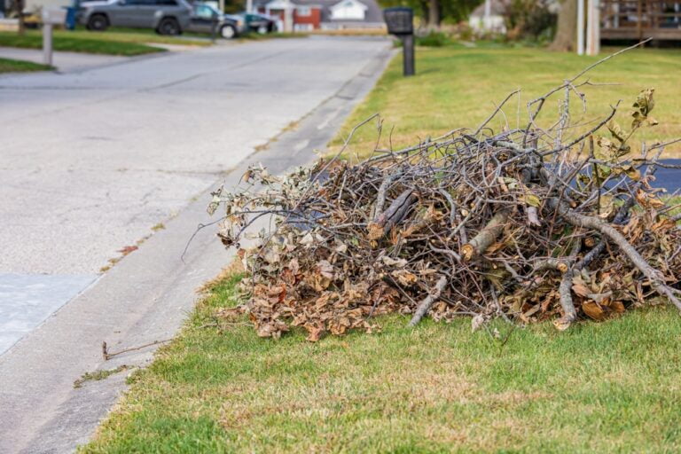 Public Trees