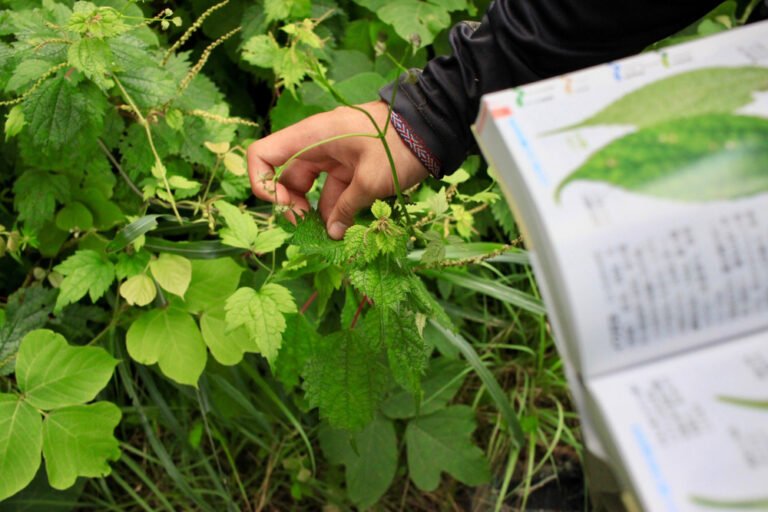 Vegetation Management Inspection