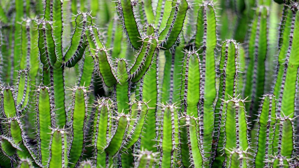 cacti removal